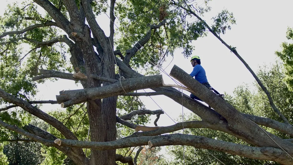 Professional Hazardous Tree Removal performed by certified arborists in Thicket