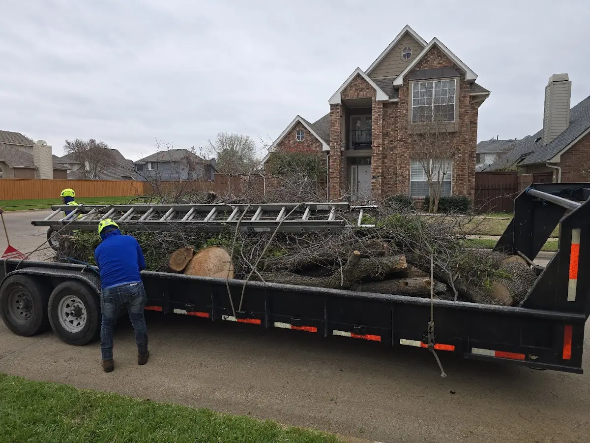 Expert Tree Pest Control with proper safety equipment in Thicket